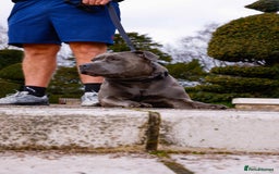 Staffordshire Bull Terrier dogs for sale: KC REG - Blue Staffordshire Bull Terrier Pups - Image 6