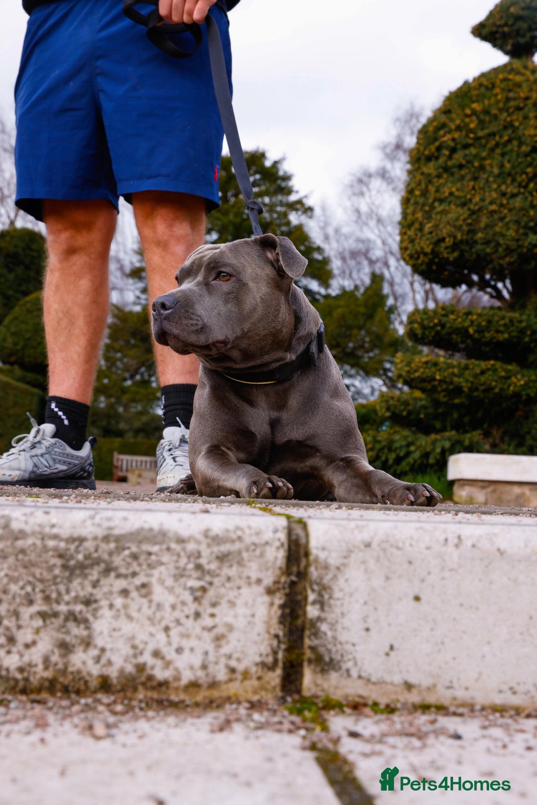 Staffordshire Bull Terrier dogs for sale: KC REG - Blue Staffordshire Bull Terrier Pups - Image 6