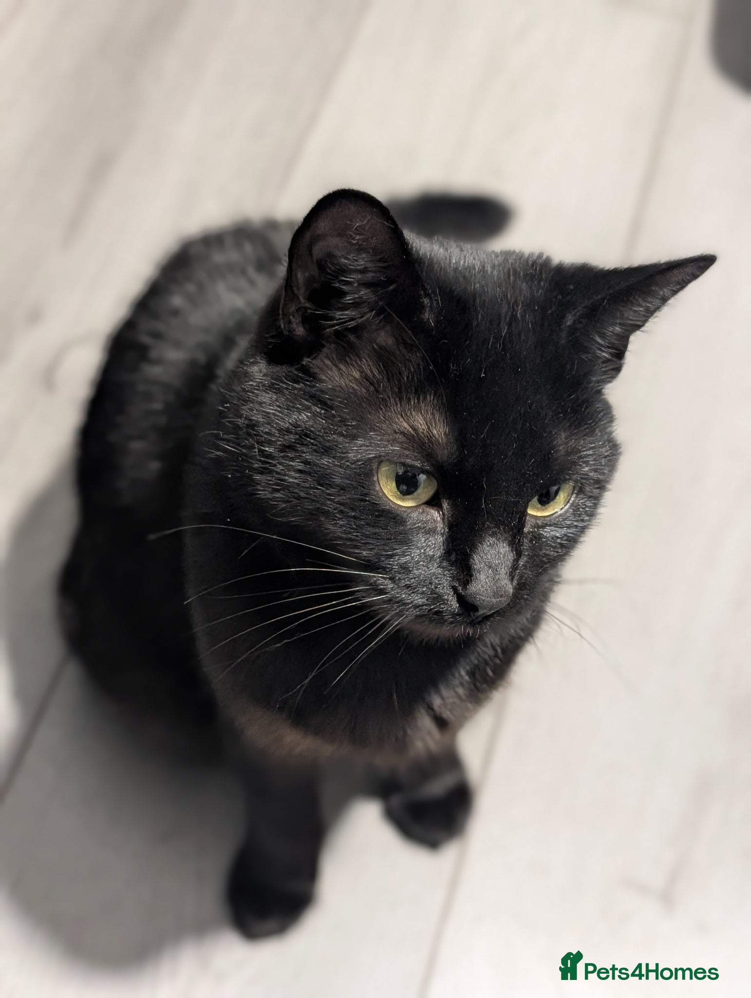 Domestic Shorthair cats Rescued cat looking for home - Advert 1