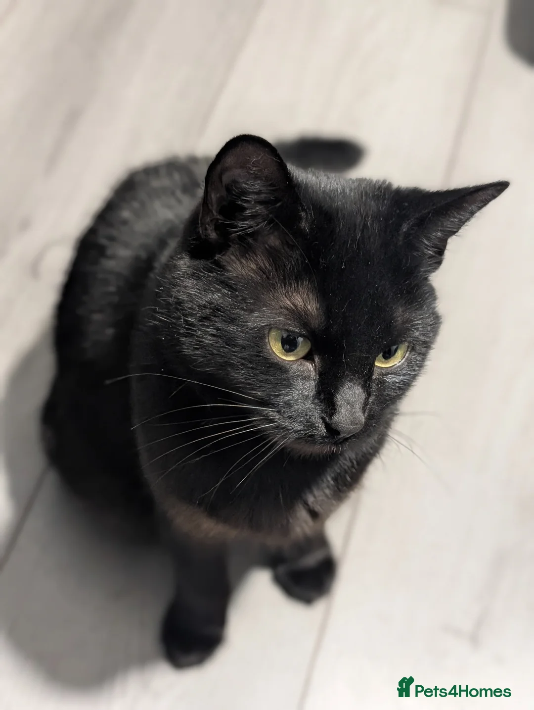 Domestic Shorthair cats for sale: Rescued cat looking for home - Advert 1