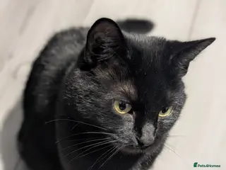 Domestic Shorthair cats Rescued cat looking for home - Advert 10