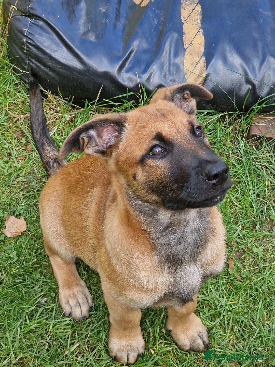 Belgian Shepherd Dog dogs for sale: Belgian malinois puppy - Image 4