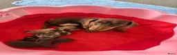 Dachshund dogs for sale: Miniature Dachshunds  in Maidstone - Advert 5