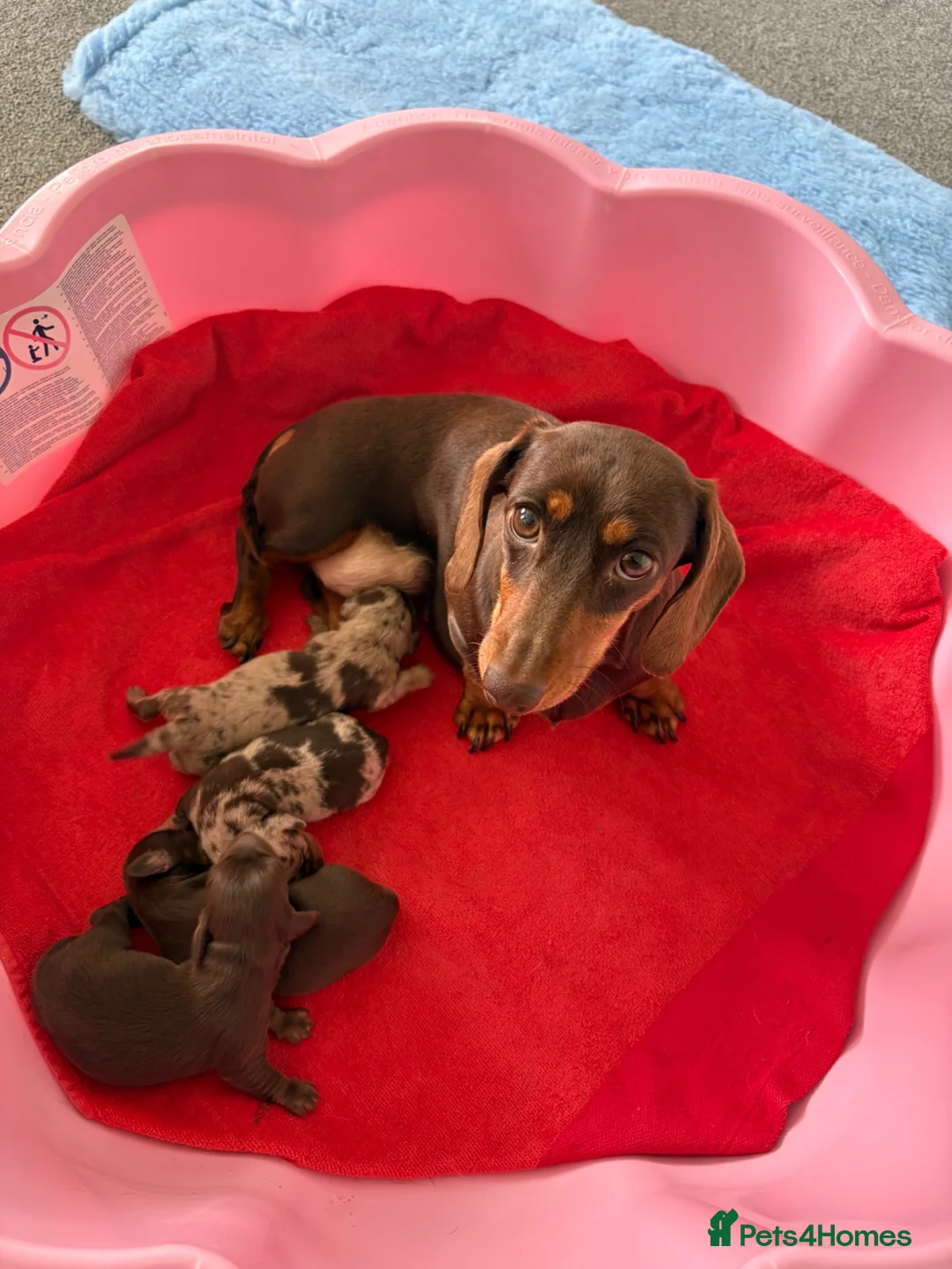 Dachshund dogs for sale: Miniature Dachshunds  in Maidstone - Advert 5