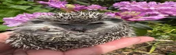 Pygmy Hedgehog rodents for sale: 9 week hoglets/ full masked/ reverse pinto READY   - Advert 17