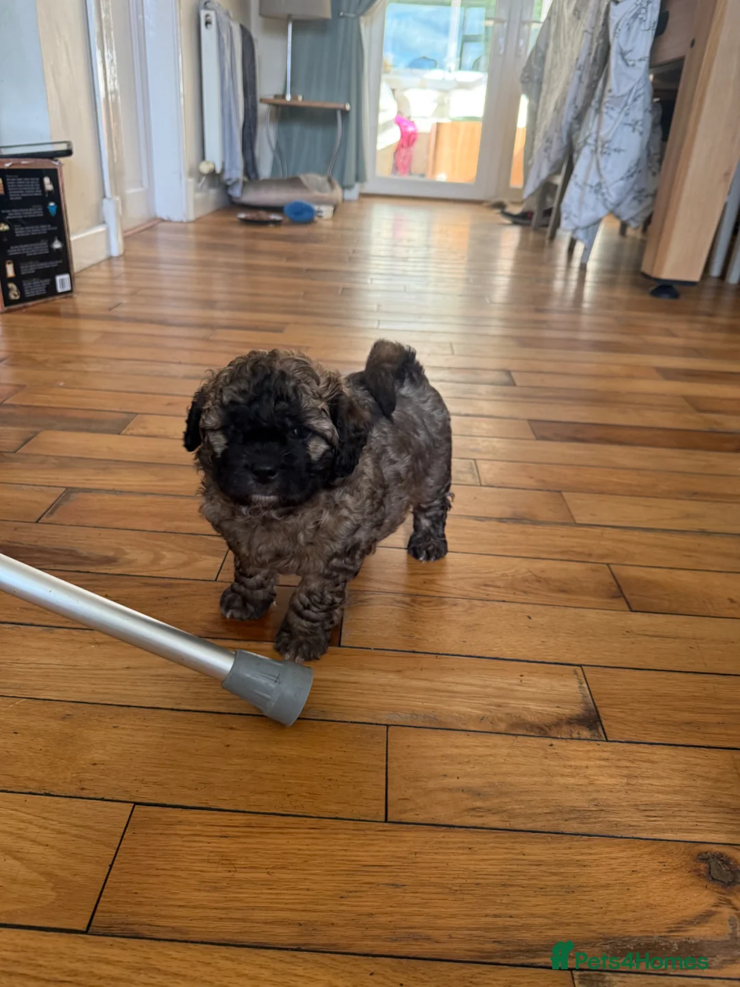 Mixed Breed dogs for sale: Shihpoochon Male Puppy in Accrington - Advert 2