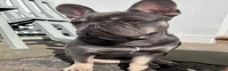 French Bulldog dogs for stud: Blue&Tan French Bulldog ready for stud in Alexandria - Advert 3