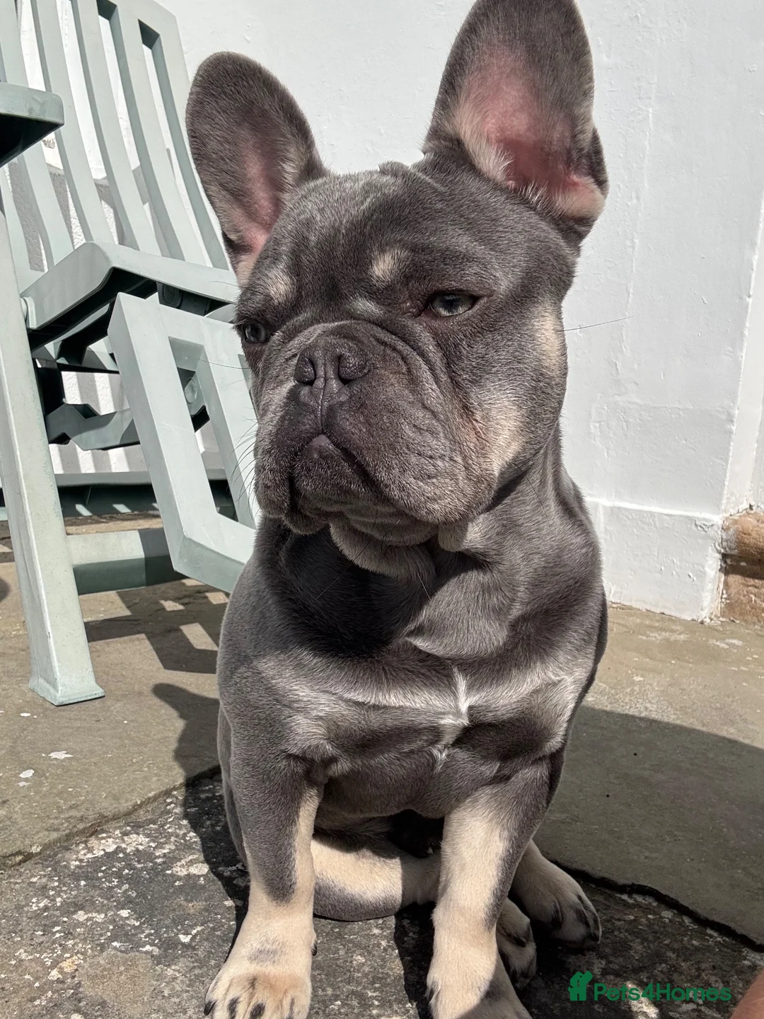 French Bulldog dogs for stud: Blue&Tan French Bulldog ready for stud in Alexandria - Advert 3