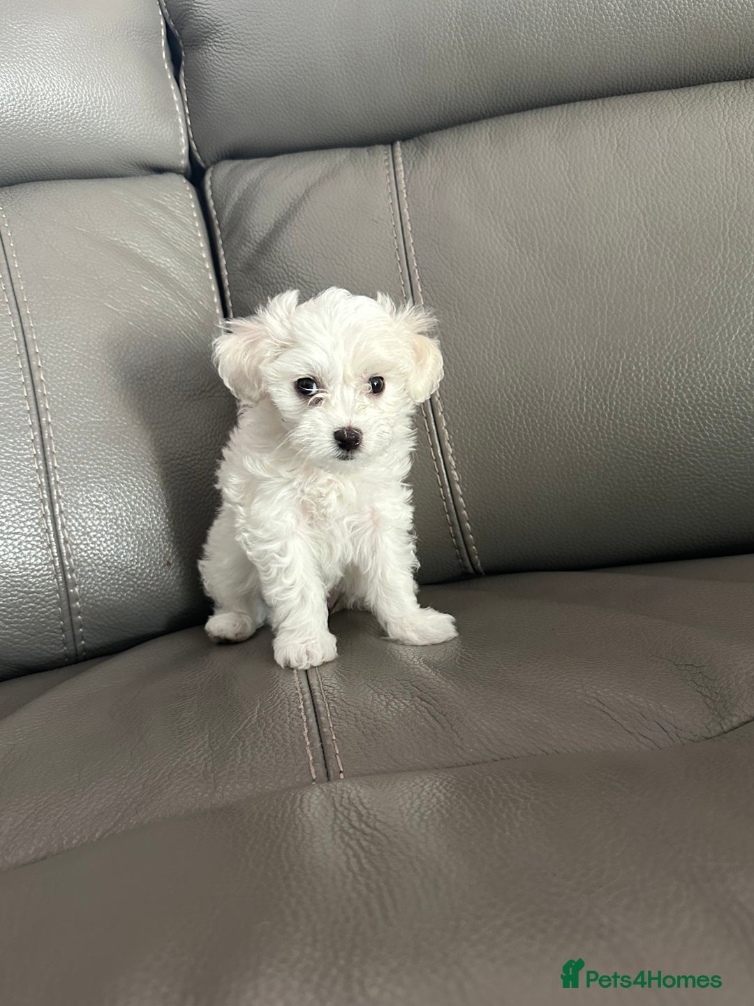 Mixed Breed dogs for sale: Mixed puppies for sale - Image 9