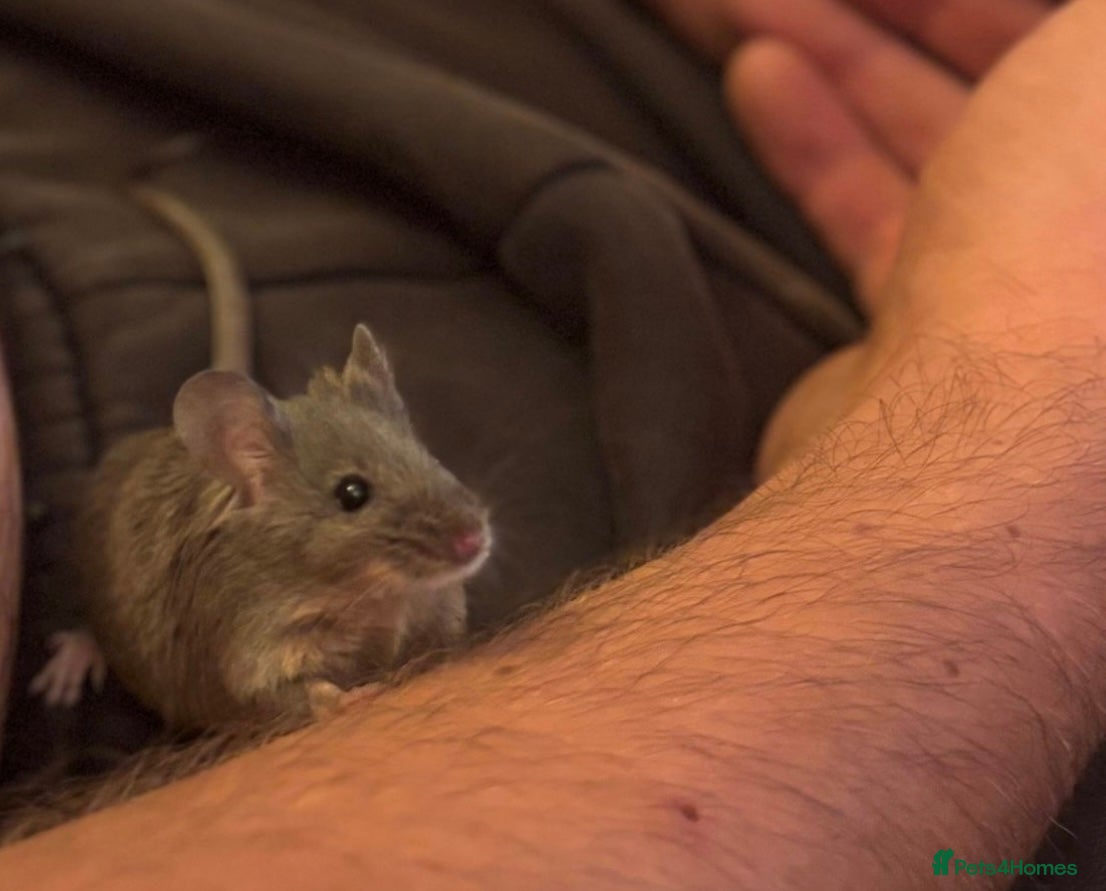 Mouse rodents for sale: Three sweet fancy mice sisters - Advert 9