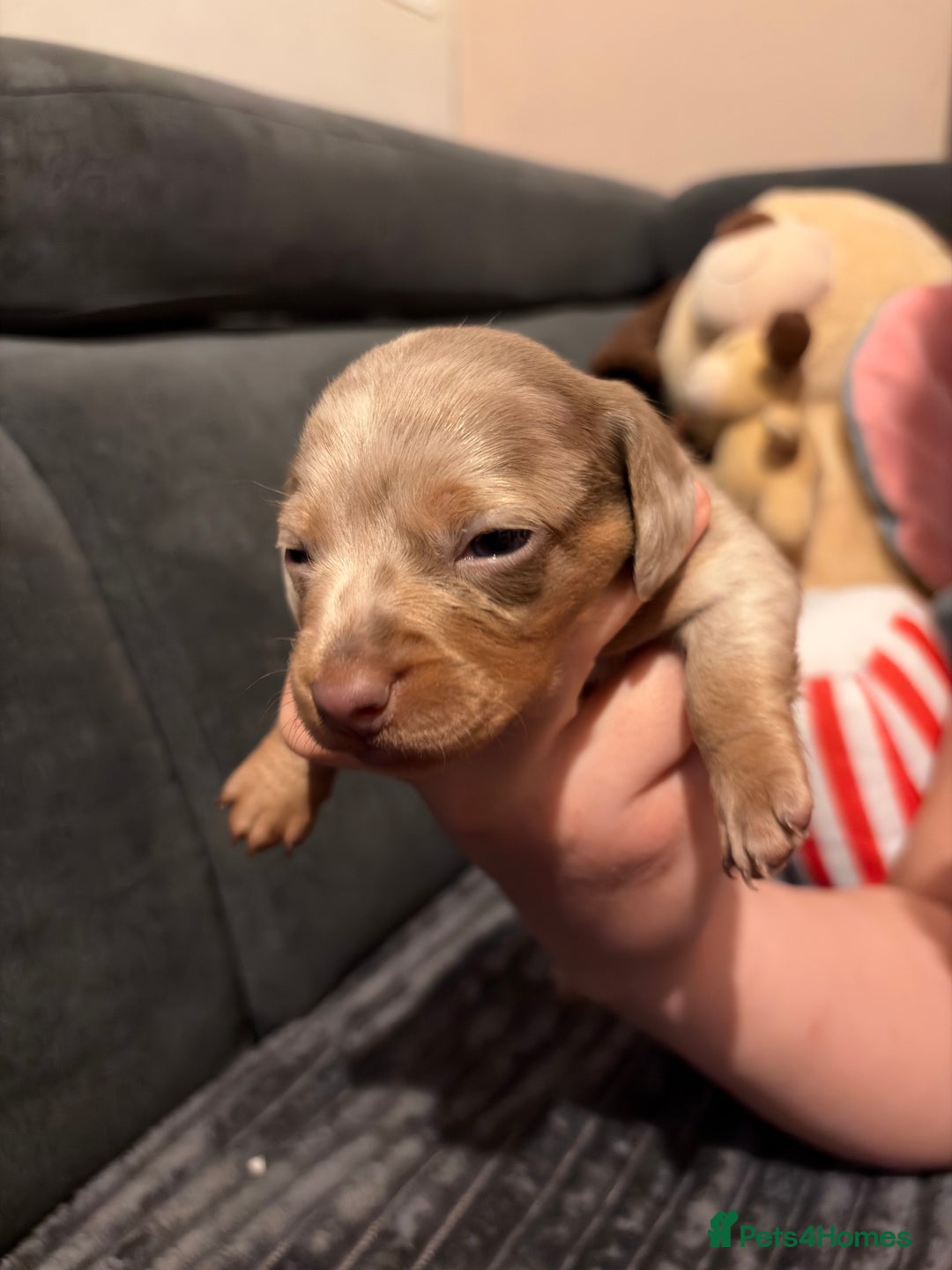 Miniature Dachshund dogs for sale: 🐾 Miniature Dachshund Puppies KC Registered  - Advert 33