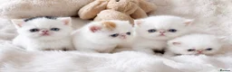 Exotic cats for sale: Superb quality rare exotic kittens. - Advert 11