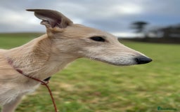 Lurcher dogs for stud: Bedlington x greyhound stud proven  - Advert 4