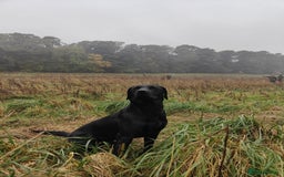 Labrador Retriever dogs for stud: Stud dog - Image 3