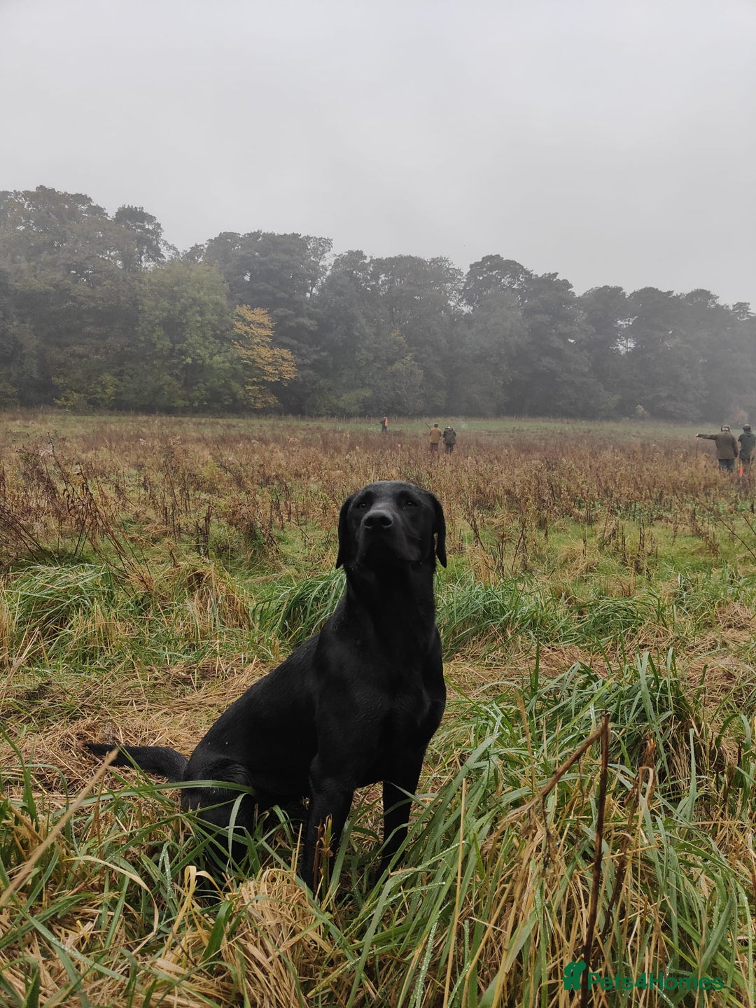 Labrador Retriever dogs for stud: Stud dog - Image 3