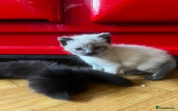 Mixed Breed cats for sale: Adorable Kittens Ready to Leave soon - Advert 3