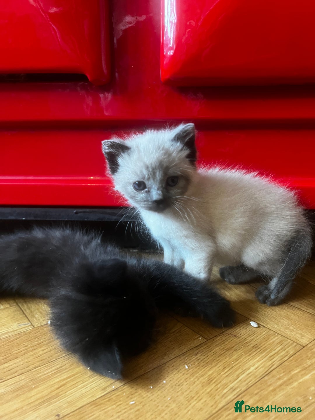 Mixed Breed cats for sale: Adorable Kittens Ready to Leave soon - Advert 3