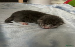 Mixed Breed cats for sale: Kittens ready end of november - Image 3