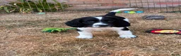 Cocker Spaniel dogs for sale: 2 Beautiful girls left! Ready to leave - Advert 13