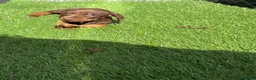 Dachshund dogs for sale: Brown and tan, beautiful little dachshund boy  boy - Advert 2
