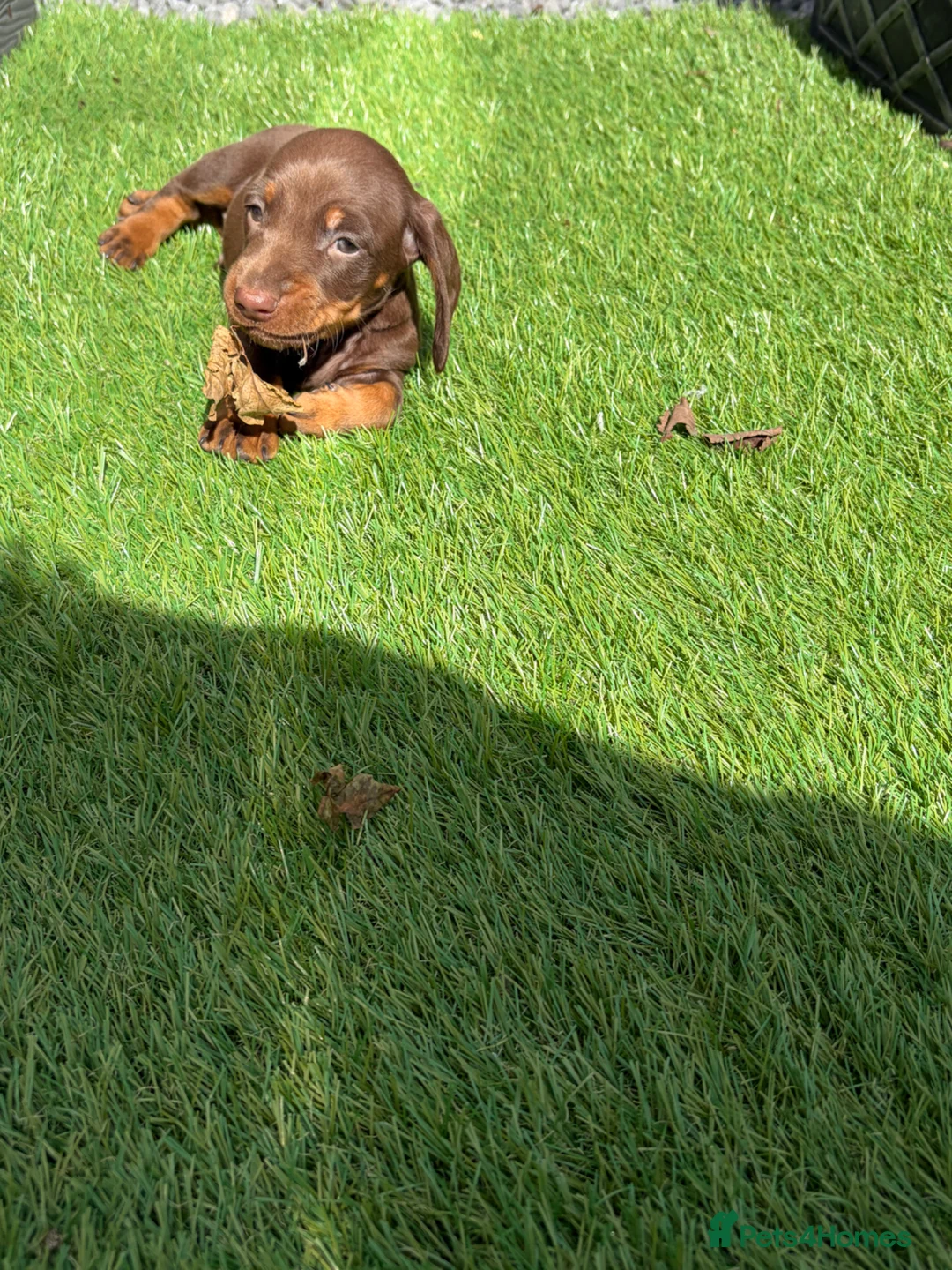 Dachshund dogs for sale: Brown and tan, beautiful little dachshund boy  boy - Advert 2
