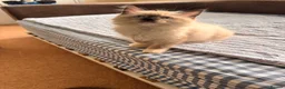 Ragdoll cats for sale: Stunning ragdolls kitten 🥰 - Advert 29