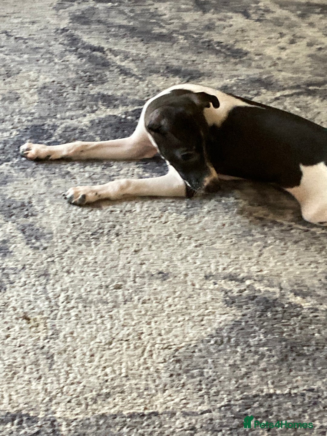 Italian Greyhound dogs for sale: Kc reg Italian Greyhound puppies  - Advert 2