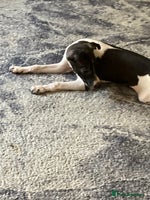 Italian Greyhound dogs - Advert 1