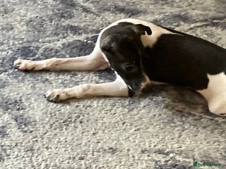 Italian Greyhound dogs - Advert 3