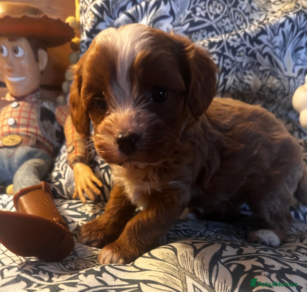 Cavapoo dogs for sale: Bright red not to curly f1 Cavapoo’s  - Advert 19