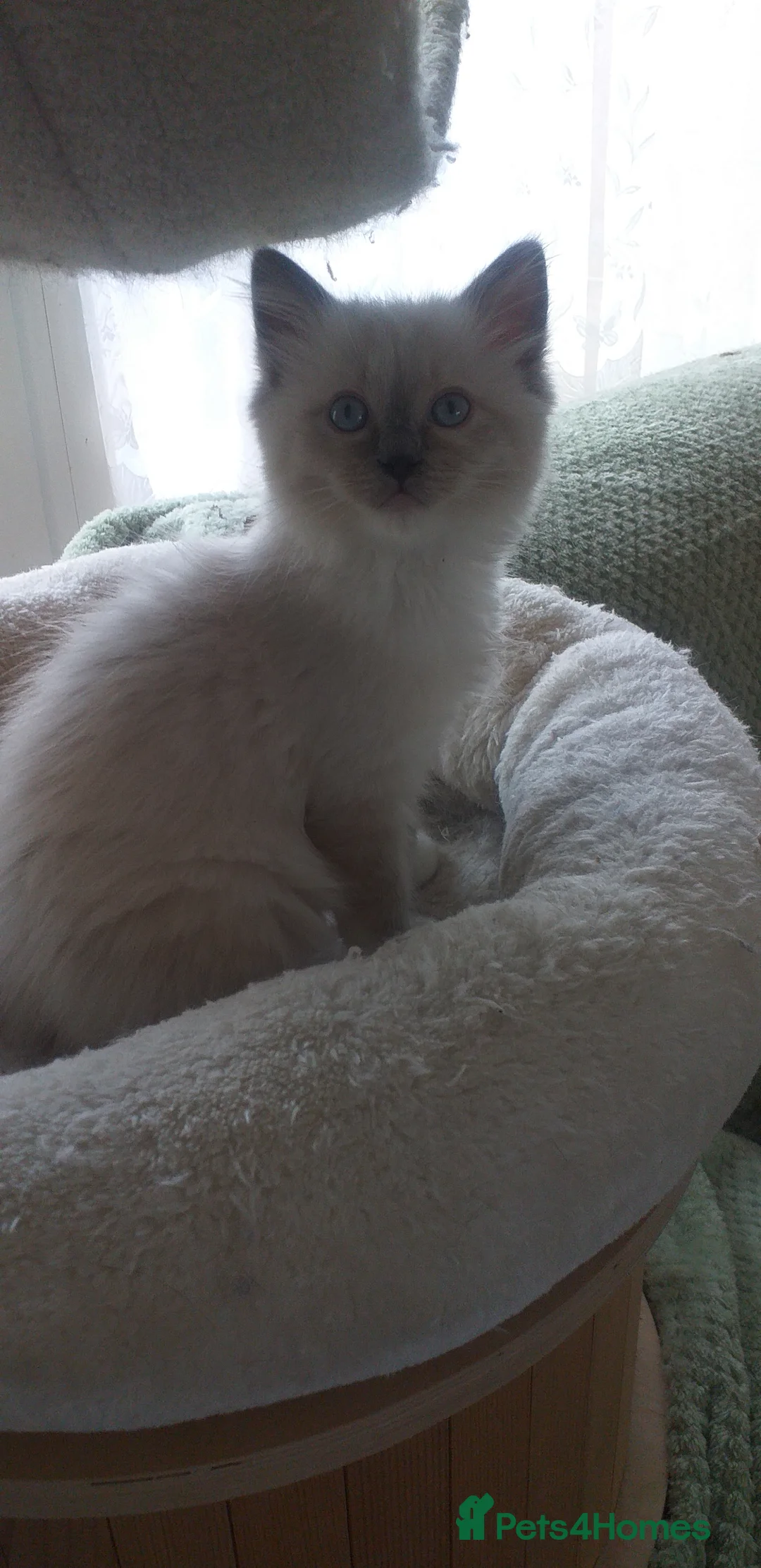 Ragdoll cats for sale: Beautiful Ragdoll Kittens - Advert 10