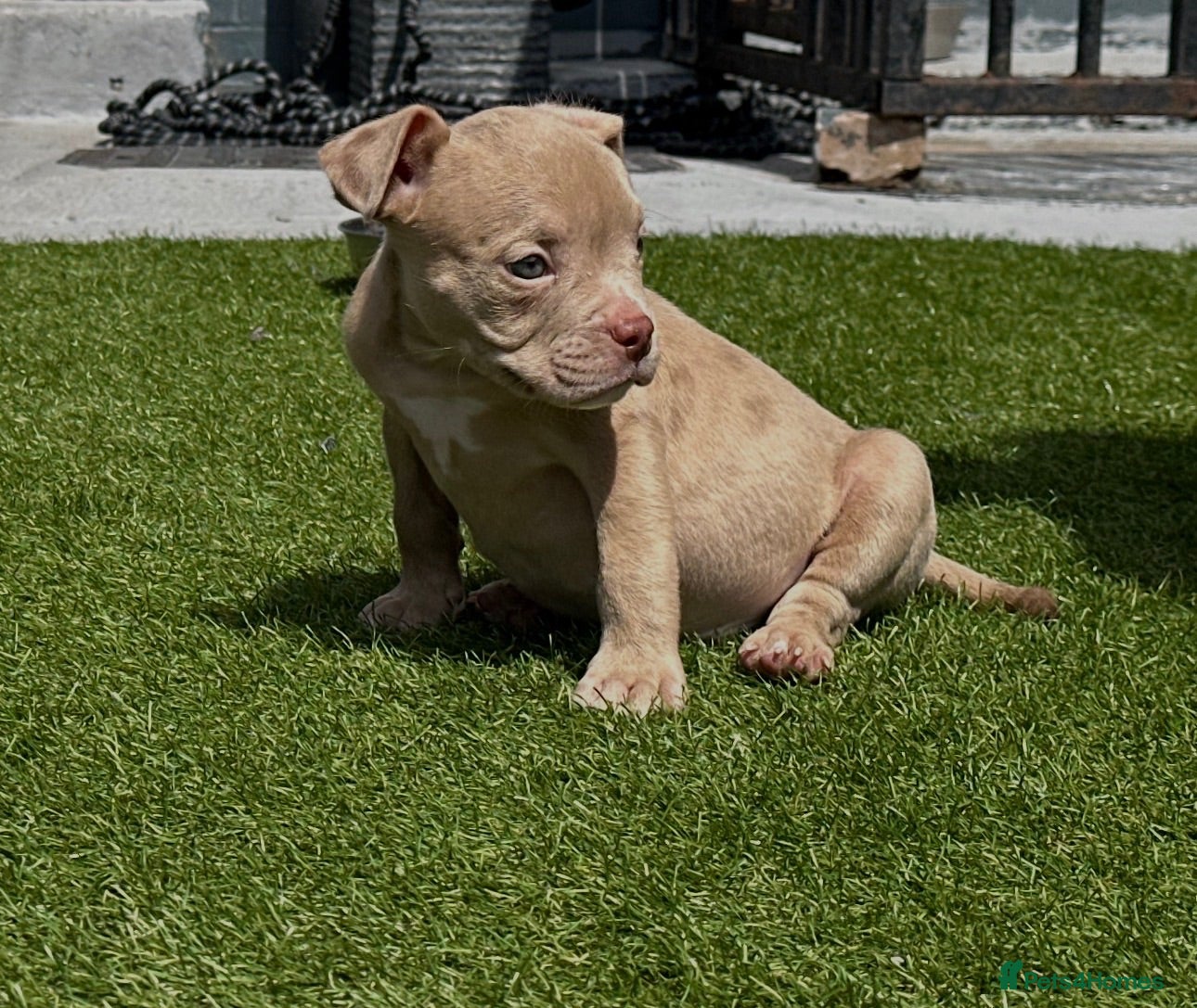 American Bully dogs Pocket bully puppies  - Advert 2