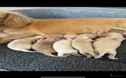 Miniature Dachshund dogs for sale: Kc English cream long haired miniature dachshund  - Image 4