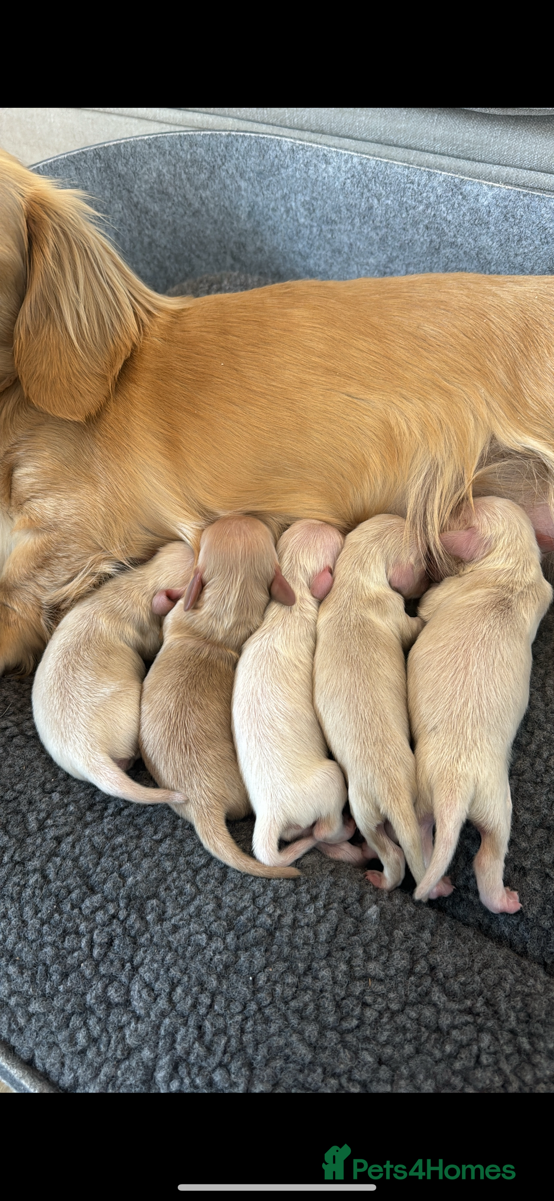 Miniature Dachshund dogs for sale: Kc English cream long haired miniature dachshund  - Image 4