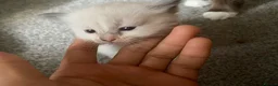 Ragdoll cats for sale: Blue and tortie mixed ragdoll litter  - Advert 10