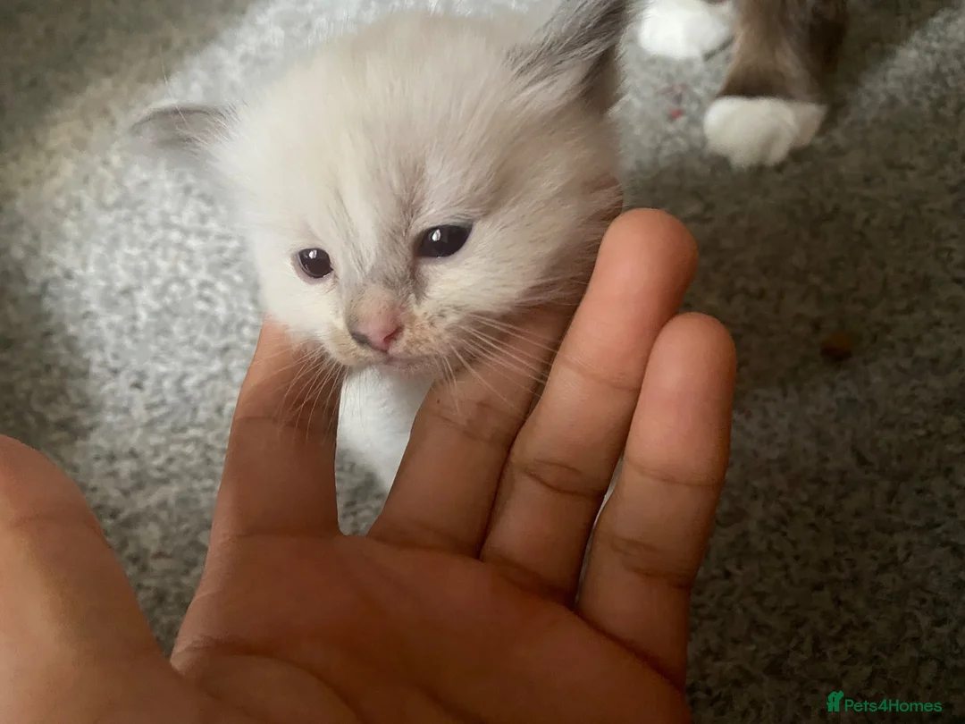 Ragdoll cats for sale: Ready to leave reduced price  - Advert 28