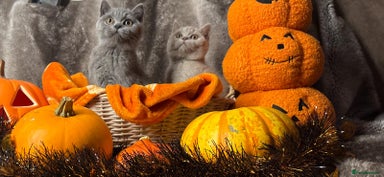 British Shorthair cats - Advert 15