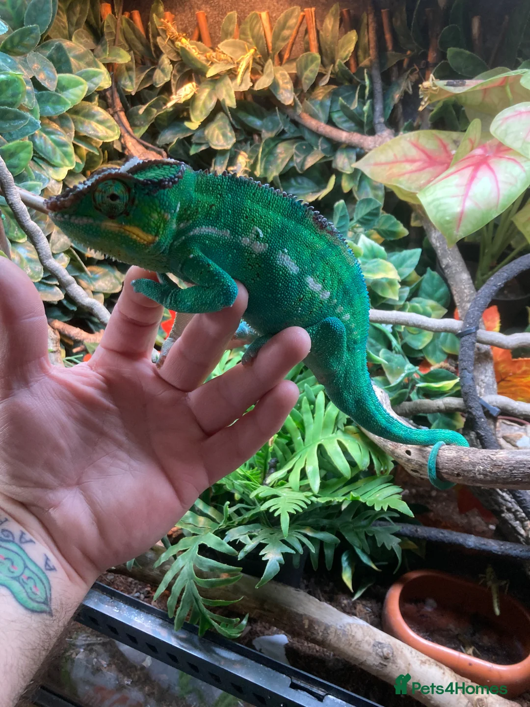 Chameleon reptiles for sale: Male nosey bee panther chameleon  in Nottingham - Advert 1