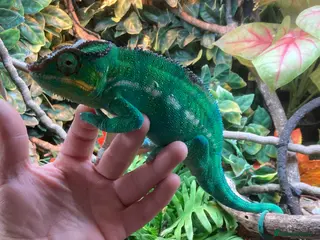 Chameleon reptiles Male nosey bee panther chameleon - Advert 4