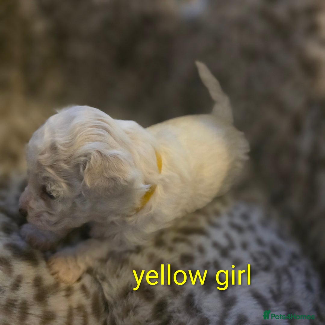 Bichon Frise dogs for sale: Bichon frise  - Advert 7