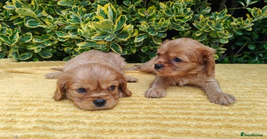 Cavalier King Charles Spaniel dogs - Advert 4