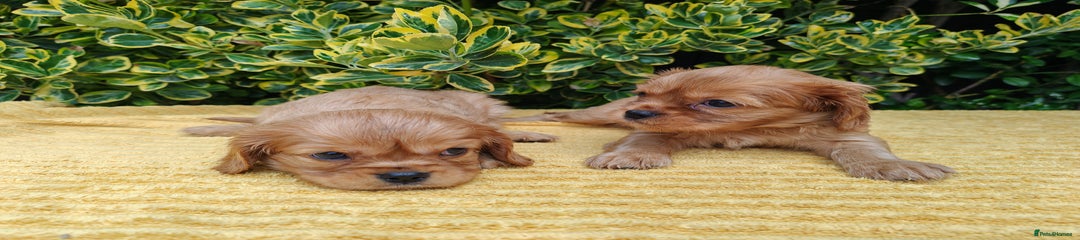 Cavalier King Charles Spaniel Puppy 5