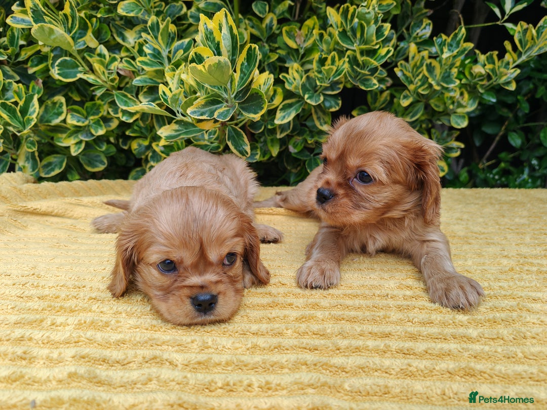 Cavalier King Charles Spaniel dogs for sale: KC Beautiful Cavalier King Charles puppies - Image 3