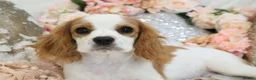 Cavapoo dogs for sale: *HEALTH TESTED*  F1 Cavapoos - Advert 24