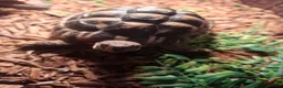 Tortoise reptiles for sale: Herman tortoise  in York - Advert 3
