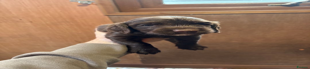  Puppy 1