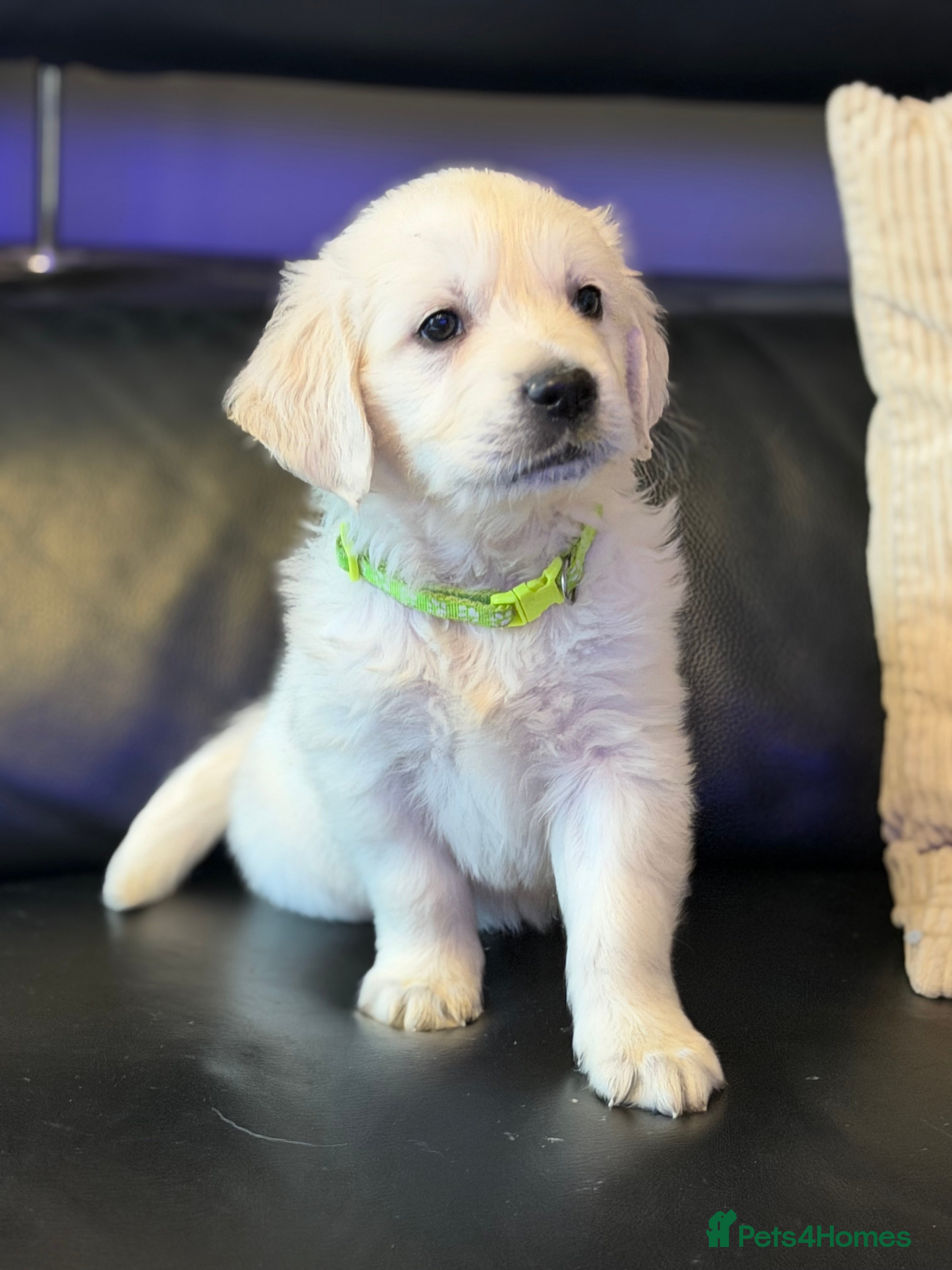 Golden Retriever dogs KC WHITE RETRIEVERS FULLY HEALTH TESTED  - Advert 3