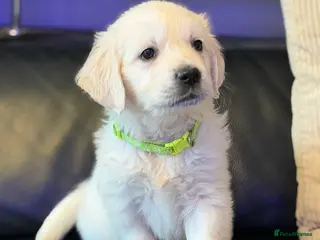 Golden Retriever dogs KC WHITE RETRIEVERS FULLY HEALTH TESTED - Advert 7