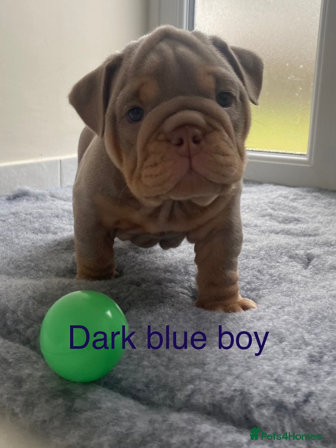 English Bulldog dogs for sale: Beautiful KC lilac & tan English bulldog puppies - Image 20