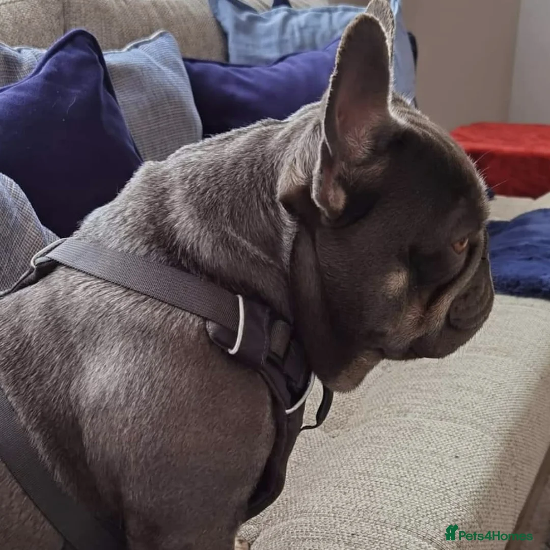 French Bulldog dogs for stud: Mayan, Rfg, bva, Silver health tested Lilac tan in Sheffield - Advert 8